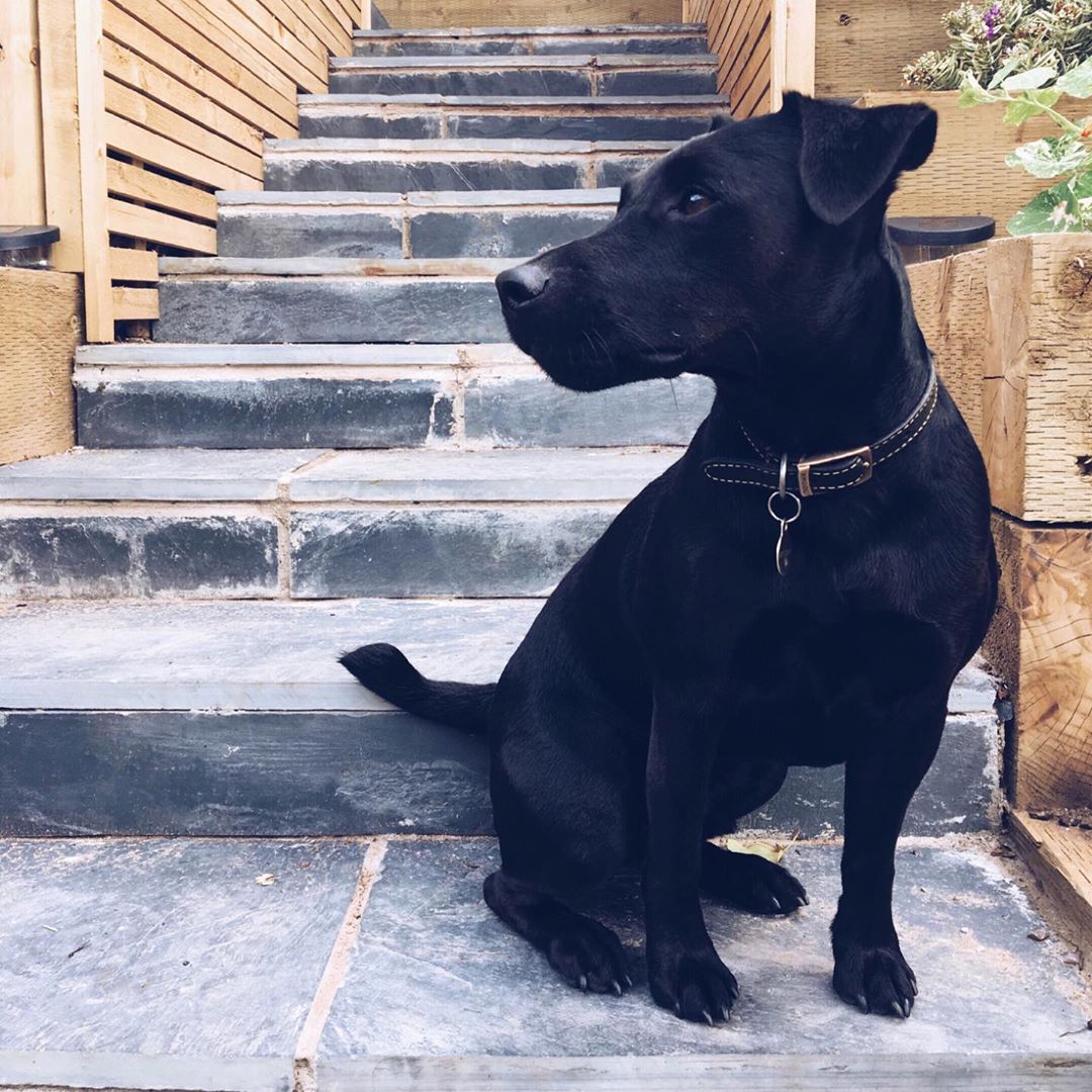 Jagdterrier sitting on the stairway while looking sideways