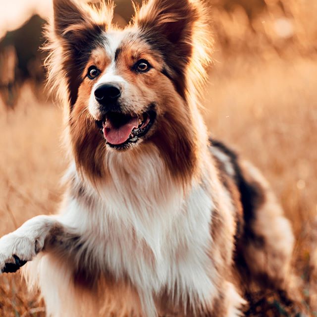 Border Collie happily walking in the field