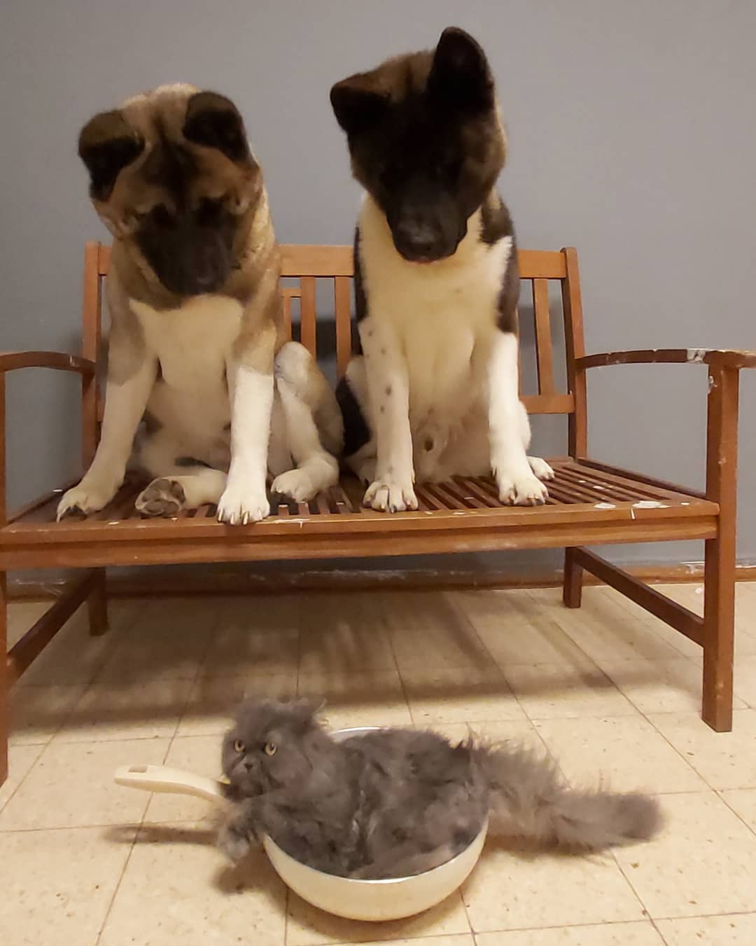 Persian Cat in a bowl white two dogs are looking at her