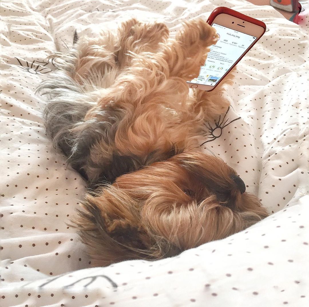A Yorkshire Terrier lying on the bed while holding a phone