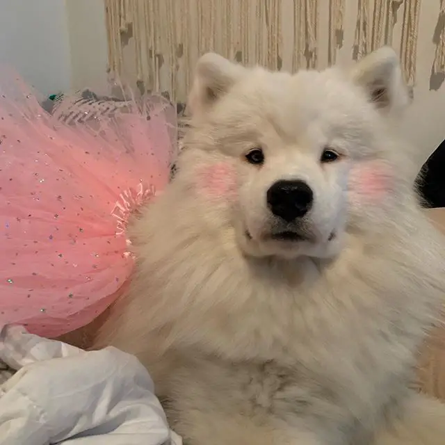 Samoyed with blush on and a pink tutu