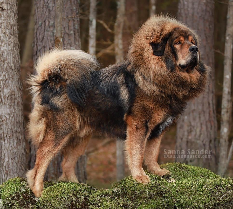 A Tibetan Mastif standing in the forest