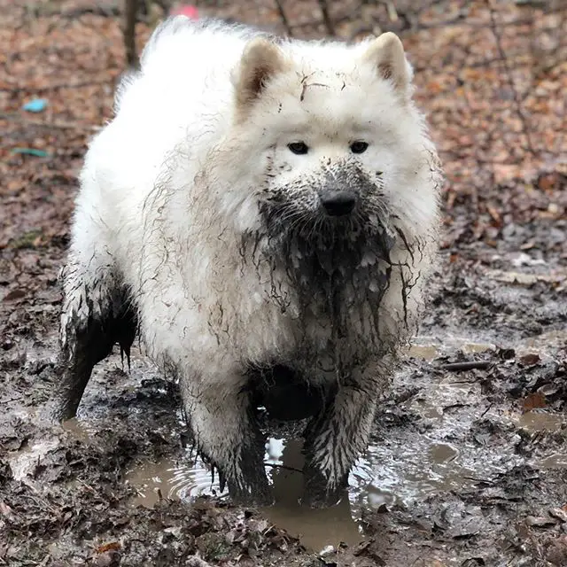 Samoyed walking in mud