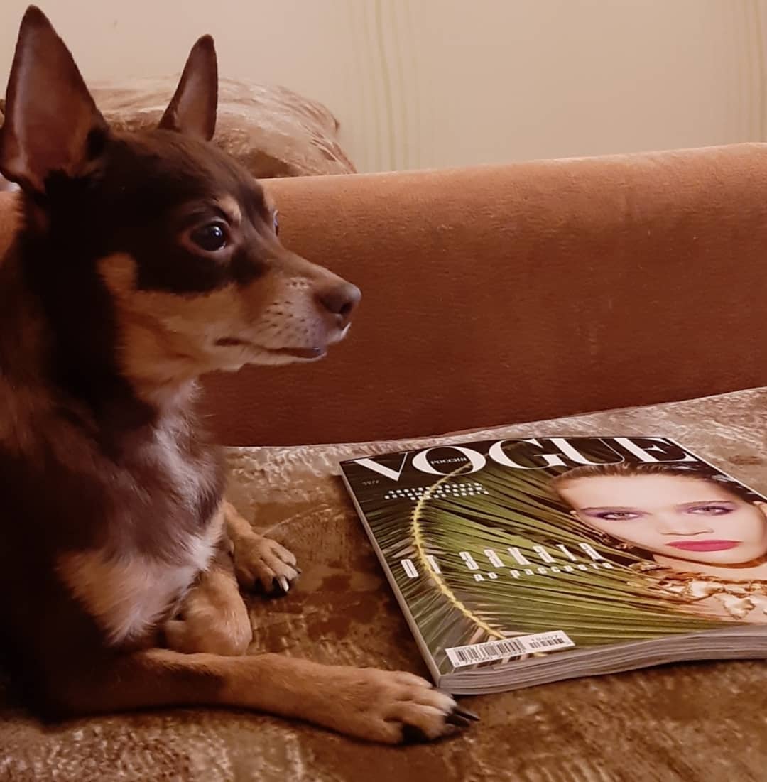 A Toy Fox Terrier lying on the couch in front of a magazine