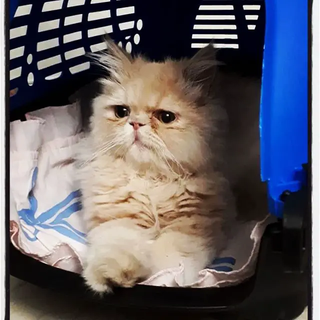 A Persian Cat lying inside the travel crate