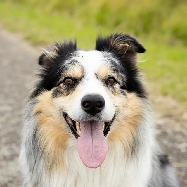 happy Border Collie smiling with its tongue out