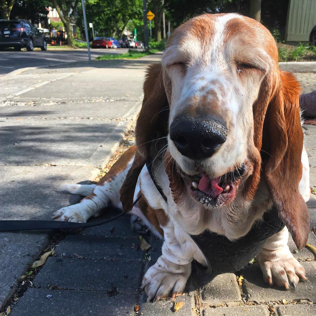 A Basset Hound lying on the pavement while yawning