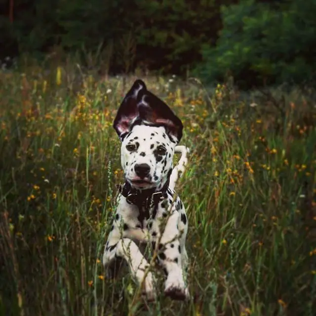 A Dalmatian puppy running in the field of grass