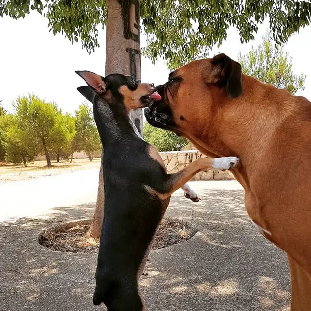 A chihuahua licking the face of a Boxer standing in front of her at the park