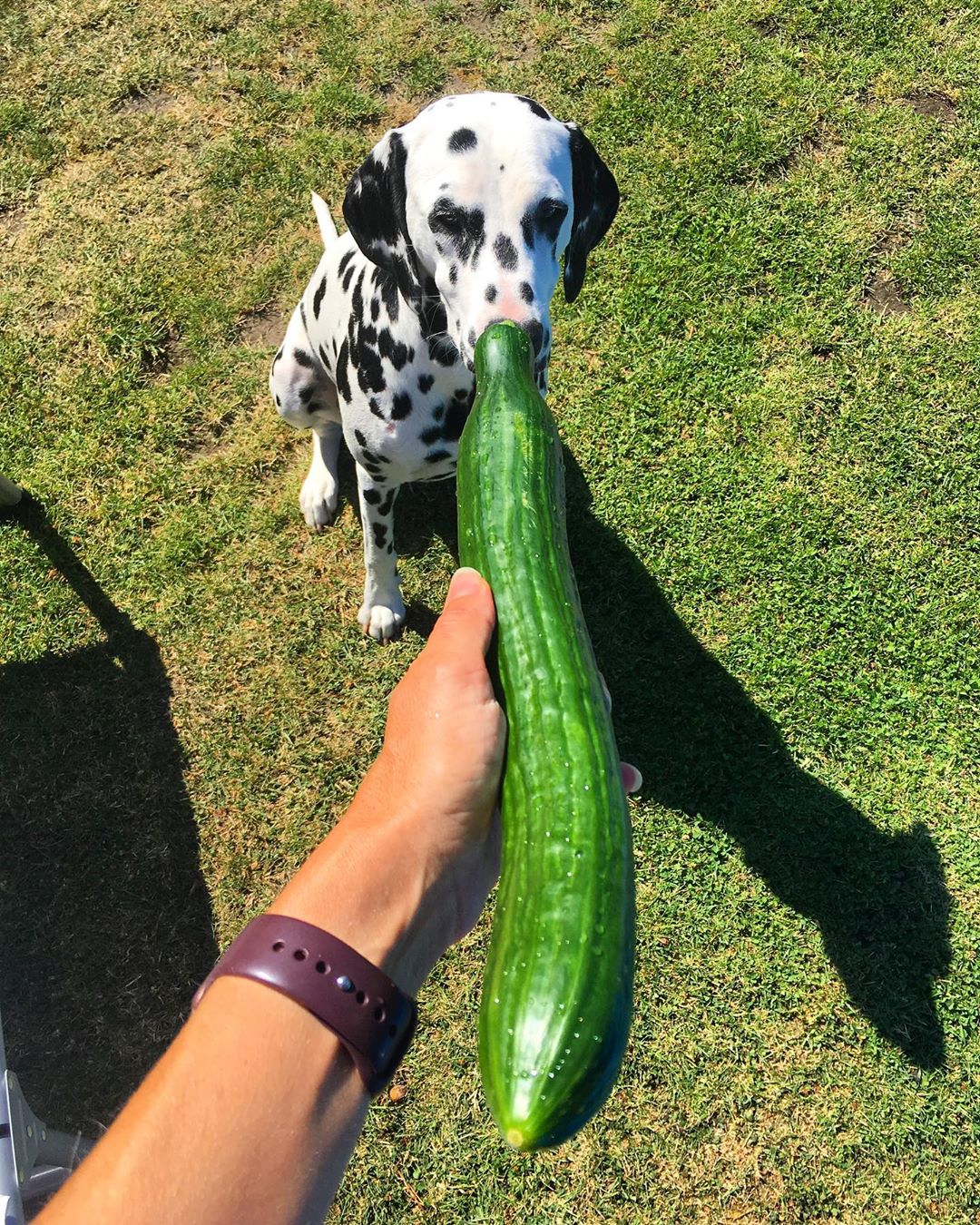 A Dalmatian sitting on the grass behind the cucumber in the hand of a man