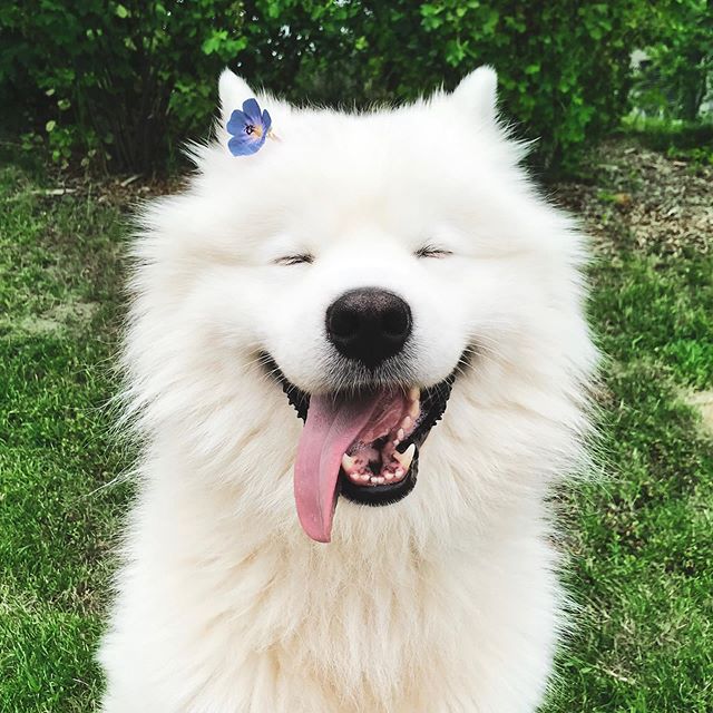 smiling Samoyed with blue flower on its ears