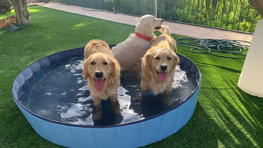 Golden Retrievers having fun in an outdoor pool