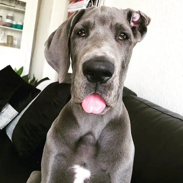 A gray Great Dane sitting on the couch