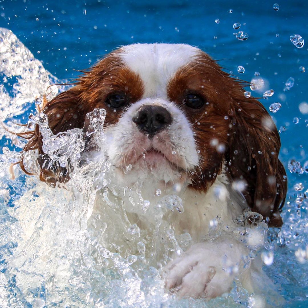 Cavalier King Charles Spaniel swimming in the pool