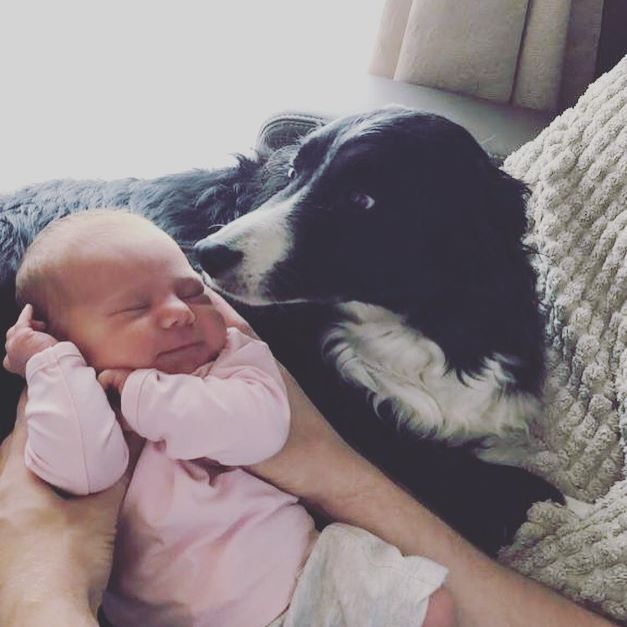 Border Collie lying on the couch while smelling the next to him