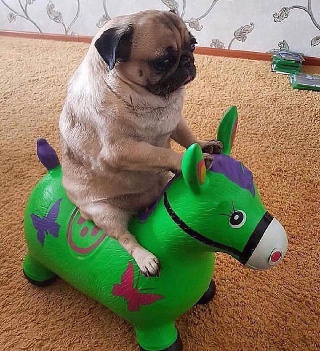 A Pug riding pony figurine on the floor