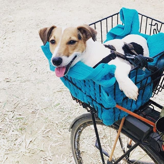 Jack Russell Terrier resting inside the basket connected to the bike