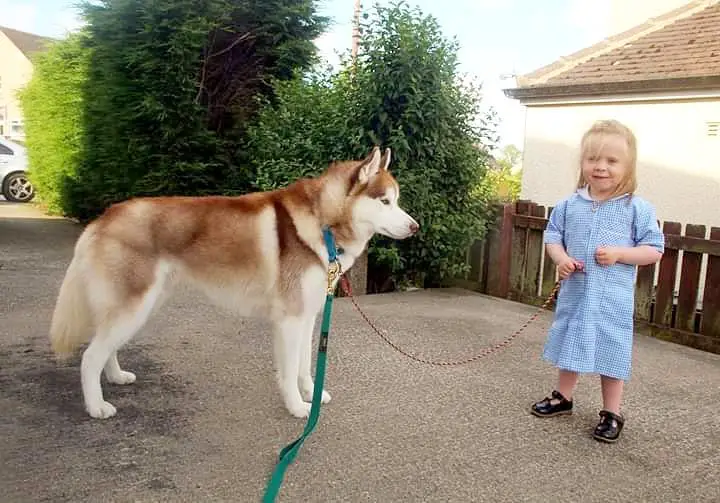A Husky standing infront of a kid