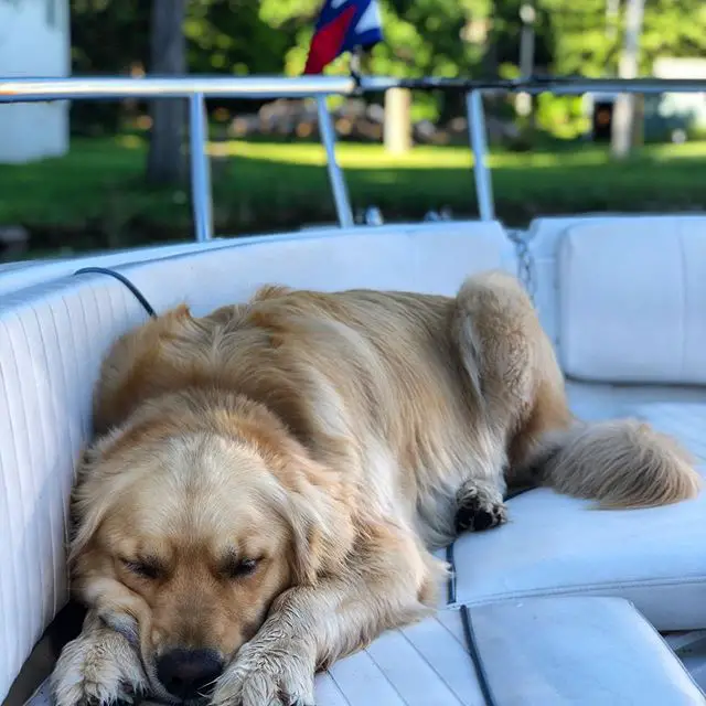 Golden Retriever lying on the couch outdoors