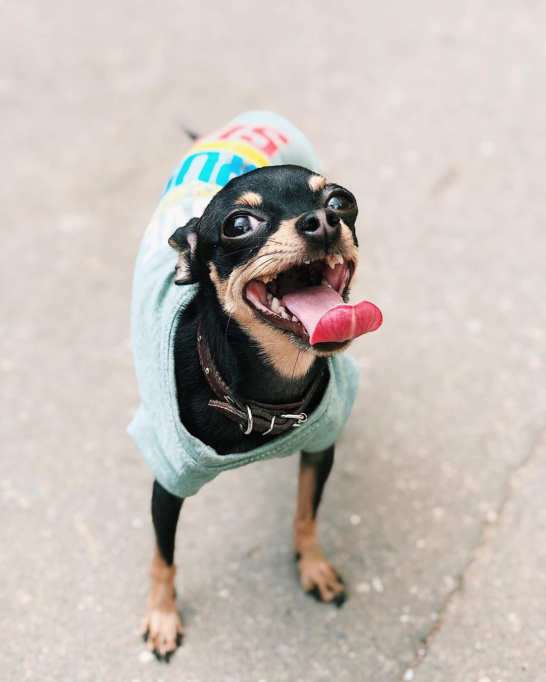 A Toy Fox Terrier wearing a shirt while standing on the pavement and smiling with its tongue out