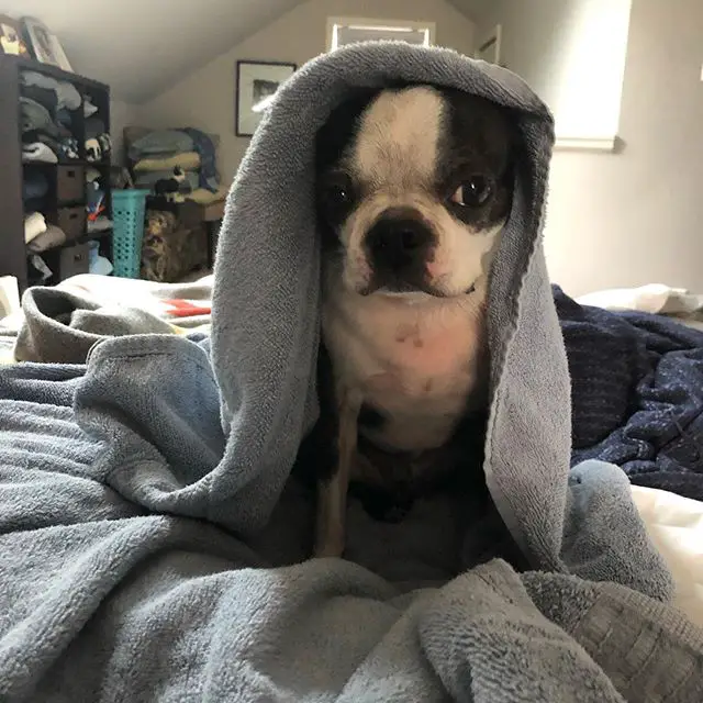 A Boston Terrier sitting on the bed with a towel over its head