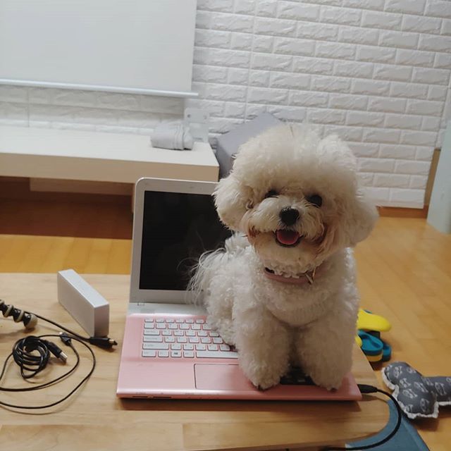 A Bichon Frise standing on top of the keyboard of the laptop of the table while smiling