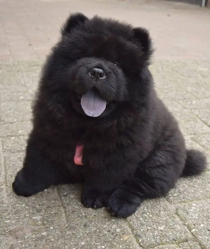 black Chow Chow sitting on the pavement