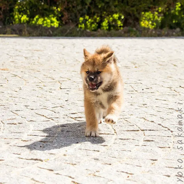 An Akita Inu running on the pavement at the park