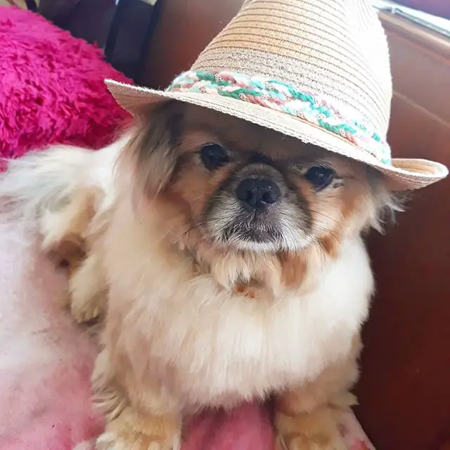 A Pekingese wearing a hat while sitting on the couch