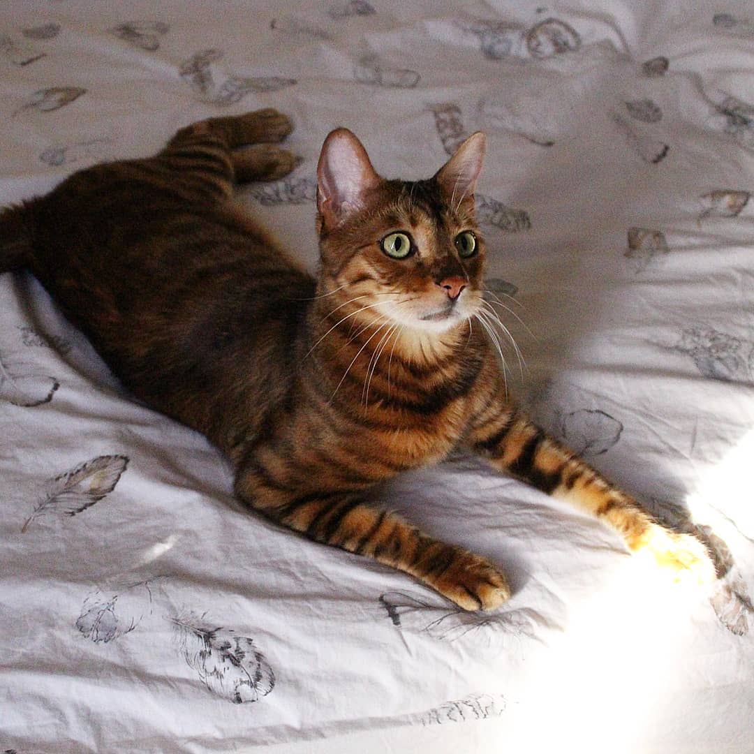 Bengal Cat lying on the bed while staring with its wide eyes