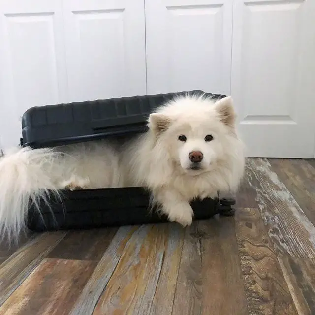 Samoyed lying inside a suitcase