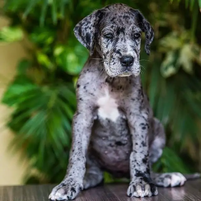 A Great Dane puppy sitting on top of the table