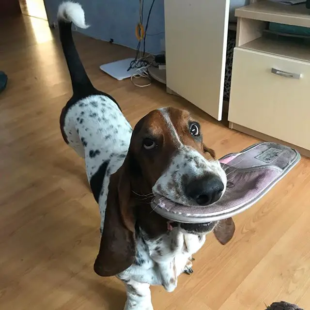 A Basset Hound standing on the floor with slippers in its mouth
