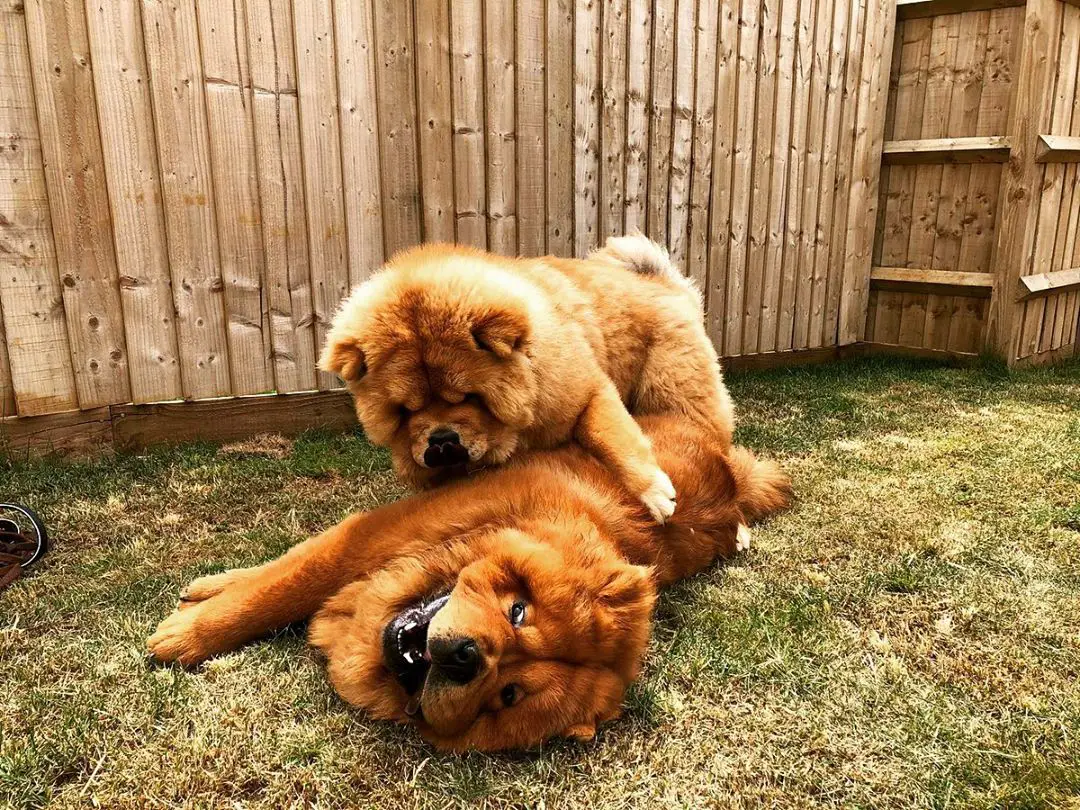 two Chow Chows in the yard playing with each other