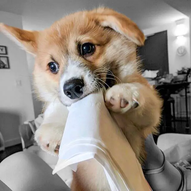 A Corgi puppy with a paper towel in its mouth