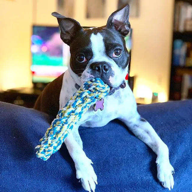 A Boston Terrier lying on the couch with a chew toy in its mouth