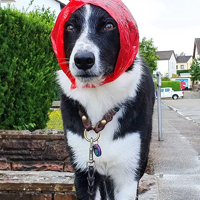 Border Collie on the street wearing a red plastic around its head