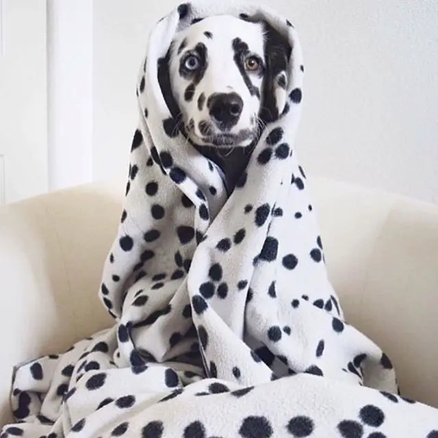 A Dalmatian wrapped in a spotted towel while sitting on the chair