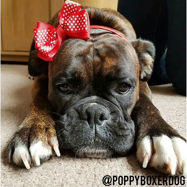 A Boxer lying on the floor wearing a red ribbon headband