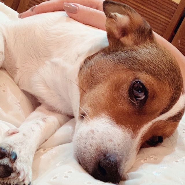 Jack Russell Terrier leaning beside her owner