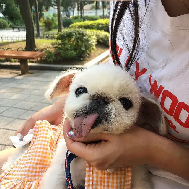 A Pekingese lying on the lap of a woman at the park