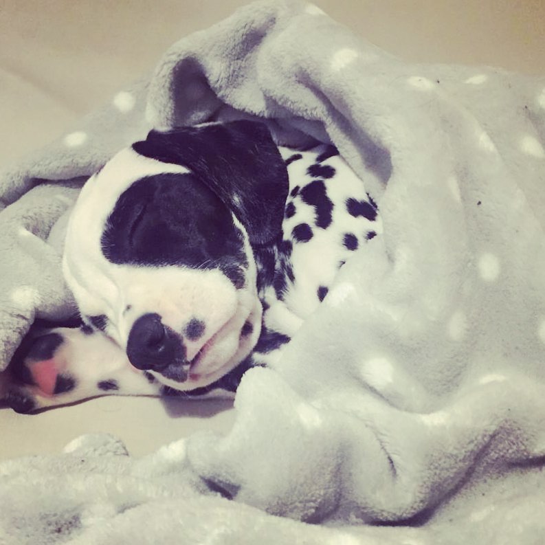 A Dalmatian puppy sleeping on its bed while wrapped in a blanket