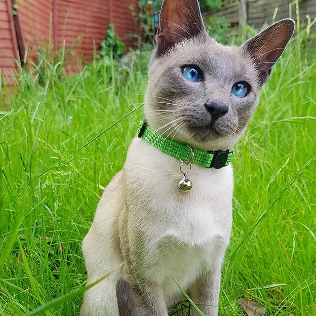 Siamese Cat sitting on the green grass in the garden