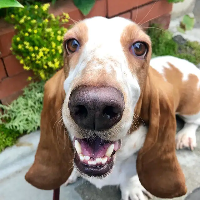 A smiling Basset Hound while sitting on the pavement