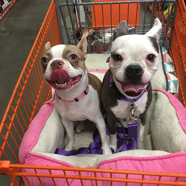 two Boston Terriers sitting inside the push cart while smiling