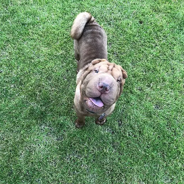 Shar-Pei standing in the green grass while looking up with its happy face