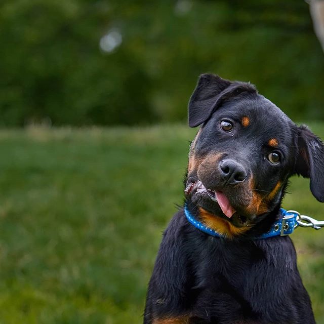 A Rottweiler puppy sitting on the grass while tilting its head and with its tongue slightly out