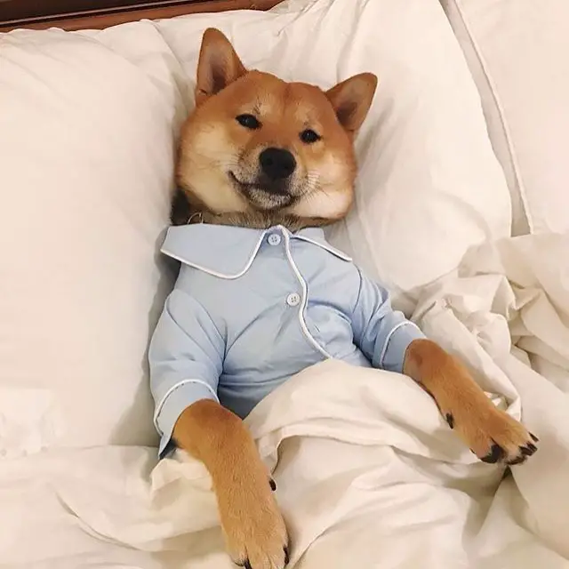 A Shiba Inu wearing pajamas while lying on the bed