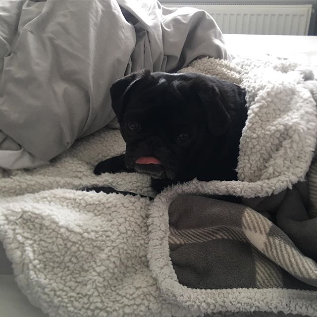 A black Pug snuggled in blanket on the bed