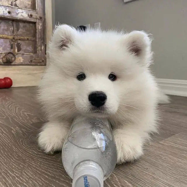 white Samoyed lying on the floor with a bottle of water